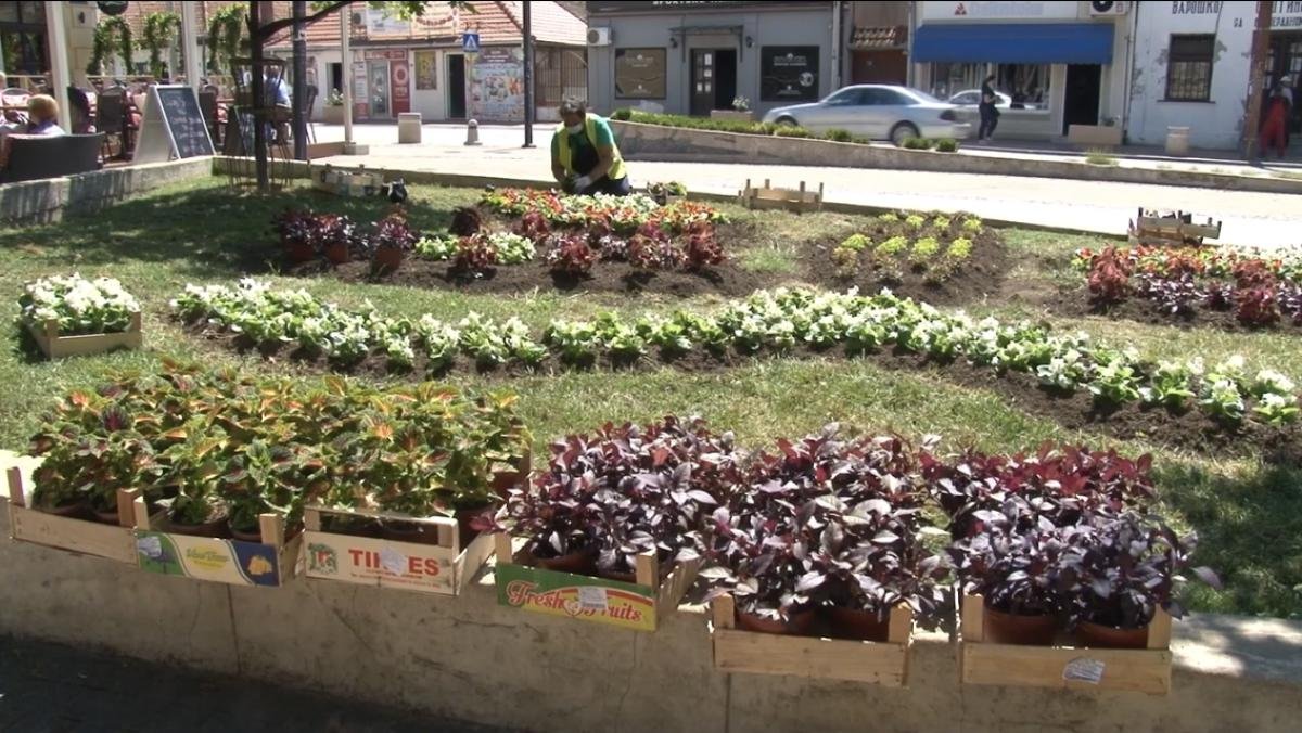 Прелепо цвеће украс нашег града