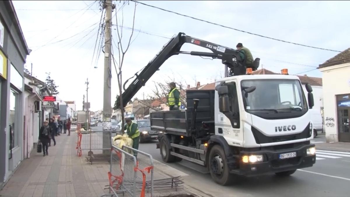 Постављен дрворед јавора у главној улици