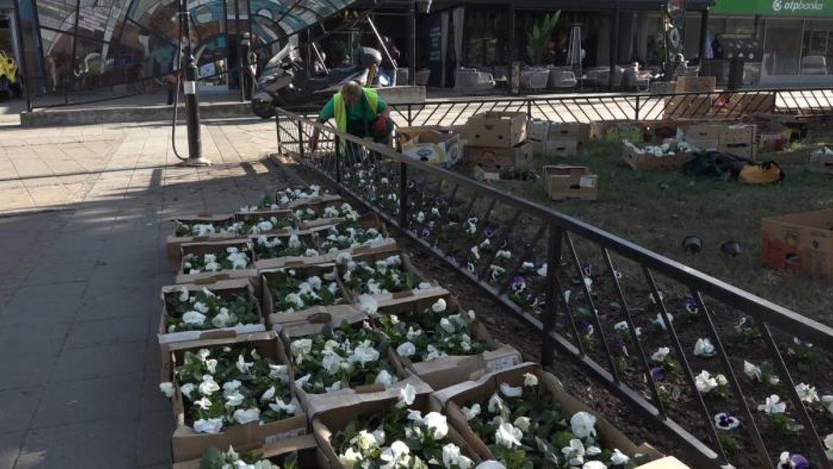 Јесења садња цвећа на Градском тргу